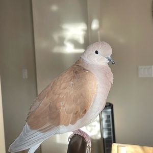 Meet your Posher, Mackenzie